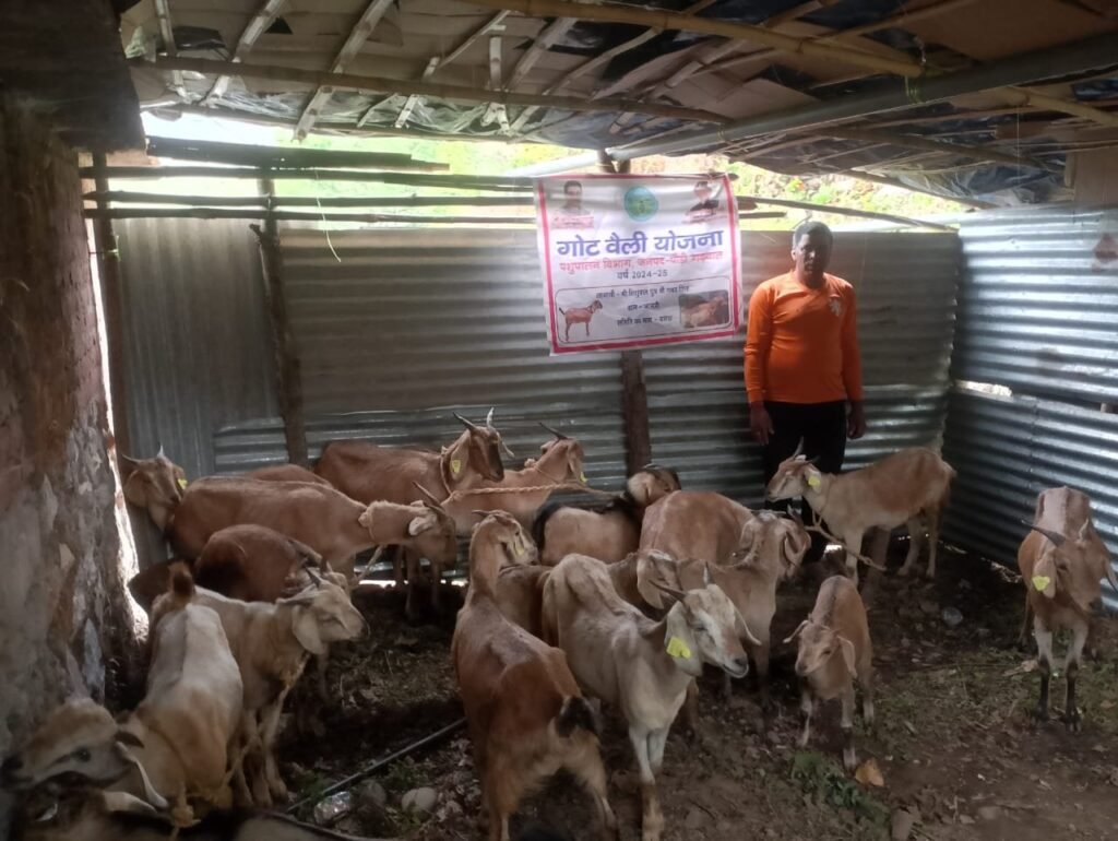 पशुपालन योजनाओं से ग्रामीणों को मिला स्वरोजगार, गांव में रहकर मजबूत कर रहे आर्थिकी
