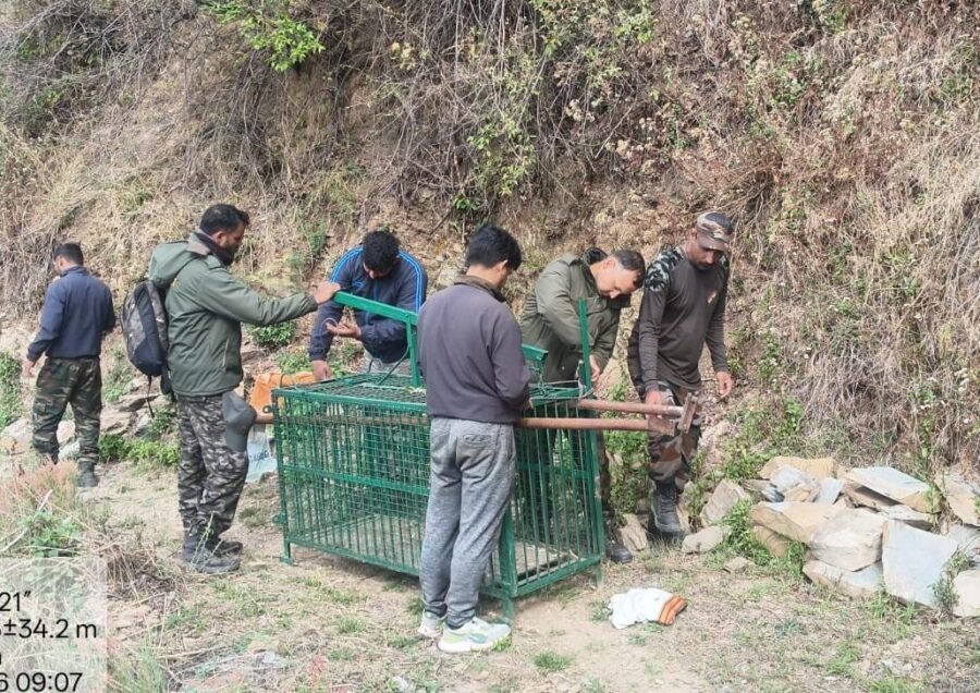 पोखड़ा क्षेत्र में गुलदार के आतंक से निपटने को वन विभाग सख्त, पकड़ने और आवश्यकता पड़ने पर मारने की अनुमति
