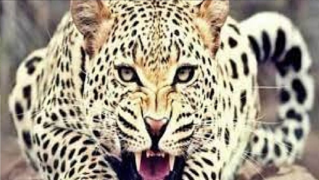 गुलदार का हमला : जंगल में लकड़ी लेने गए बुजुर्ग की मौत, इलाके में दहशत